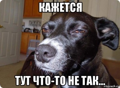 sobaka-podozrevaka_78312822_orig_.jpg