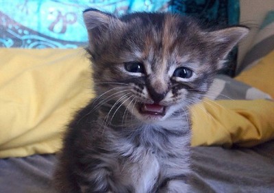 228578-animals-177.jpg