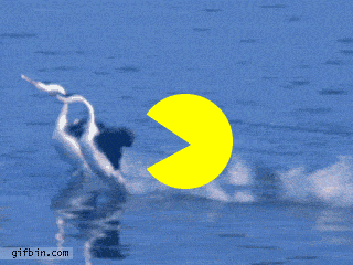 1298985421_pacman-chasing-swans.gif