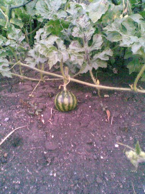 _008.jpg (242.06 КБ) 5205 просмотров _008.jpg