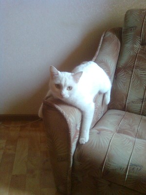 Александр тел .0330.jpg