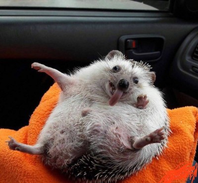 _wAAAgA9luA-960.jpg (127.49 КБ) 9884 просмотра _wAAAgA9luA-960.jpg