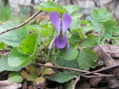 DSCF2506.JPG